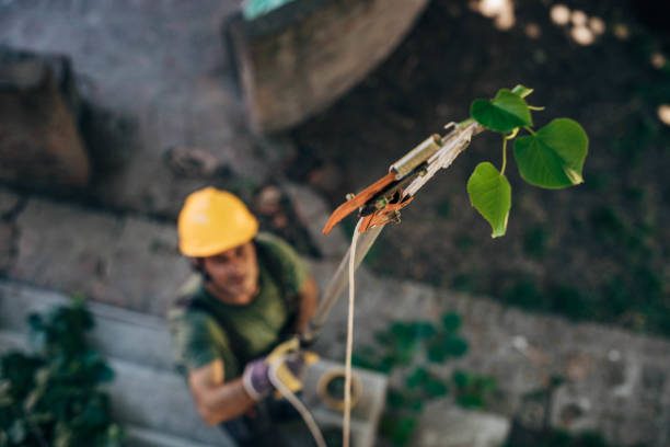 Best Arborist Consultation Services  in Galva, IL